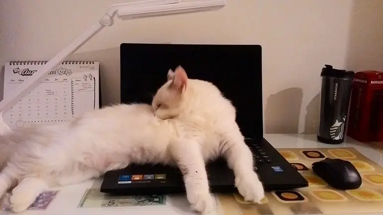 why do cats lay on your laptop?
