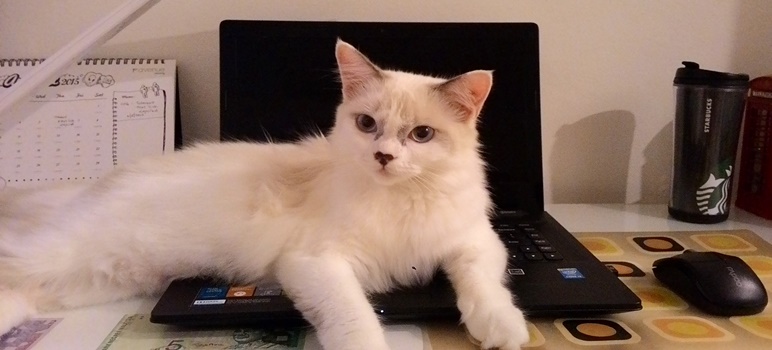 Why Do Cats Sit on Laptops? Unveiling the Feline Fascination