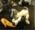 10 Amazing Robot Animals