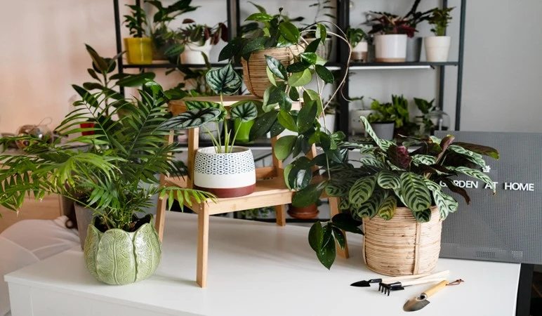 hide router without blocking signals: houseplants