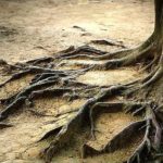 tree roots