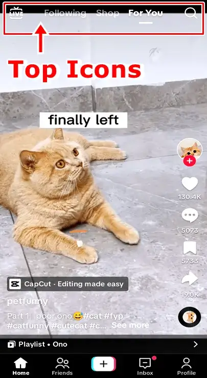 little cat icon app｜TikTok Search