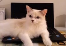 Why Do Cats Sit on Laptops? Unveiling the Feline Fascination