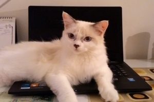 Why Do Cats Sit on Laptops? Unveiling the Feline Fascination