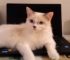 Why Do Cats Sit on Laptops? Unveiling the Feline Fascination