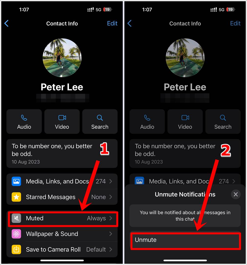 Fix WhatsApp Not Receiving Messages: This image shows 2 combined side-by-side screenshots of WhatsApp on an iPhone. The first features the 'Contact Info' page with the 'Muted' option highlighted. The second features the same page with the 'Unmute' button in the 'Unmute Notifications' alert highlighted.