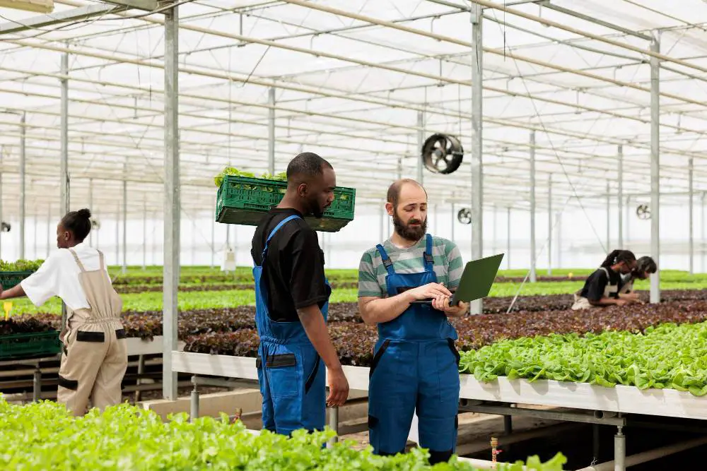 In this photo, a greenhouse farmer is seen holding a laptop while conversing with an African American worker who is holding a crate of fresh lettuce, presumably discussing delivery.