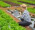 Greenhouse Farming Revolution: IoT and AI for Sustainability
