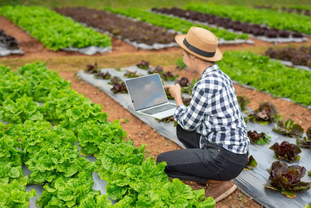 This photo showcases sustainable greenhouse farming technology, with a farmer inspecting the quality of greenhouse vegetables.